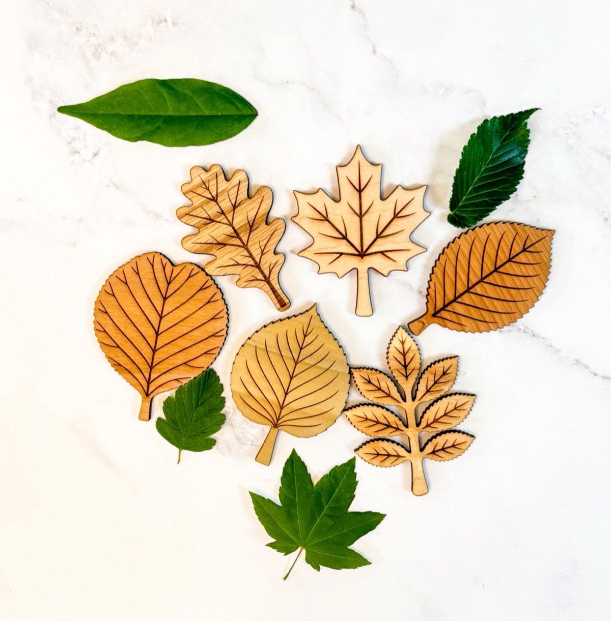 All six leaf puzzle pieces - oak, maple, alder, cherry, poplar, and ash - arranged loose among real green leaves, each cut in a different natural wood tone with engraved veining
